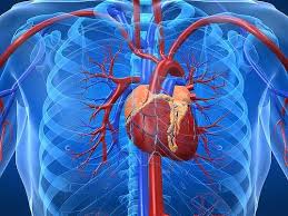 Module 3 - Anatomy & Physiology